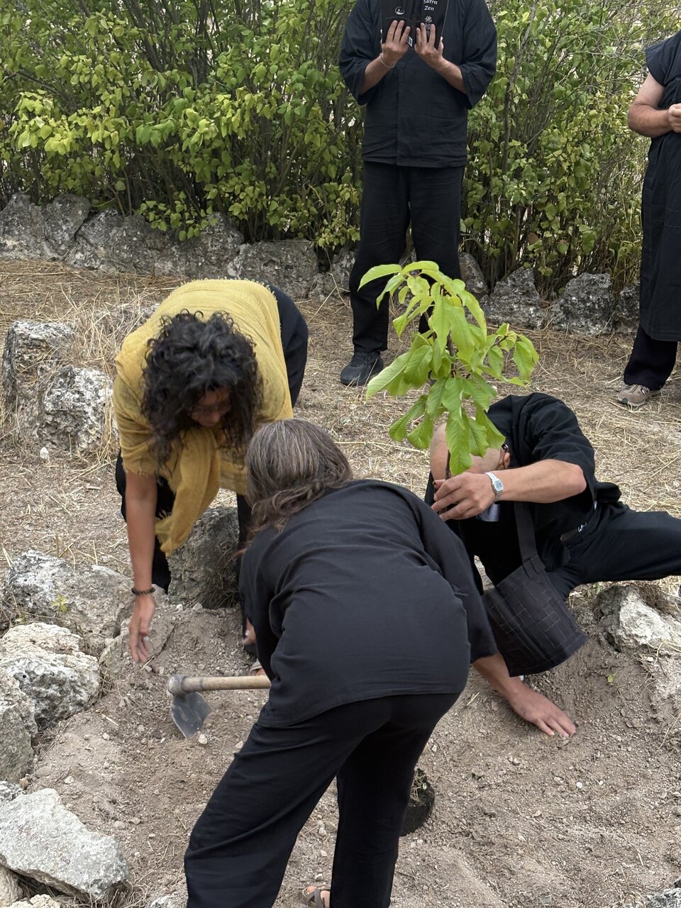 Cavando la tierra para plantar el cerezo