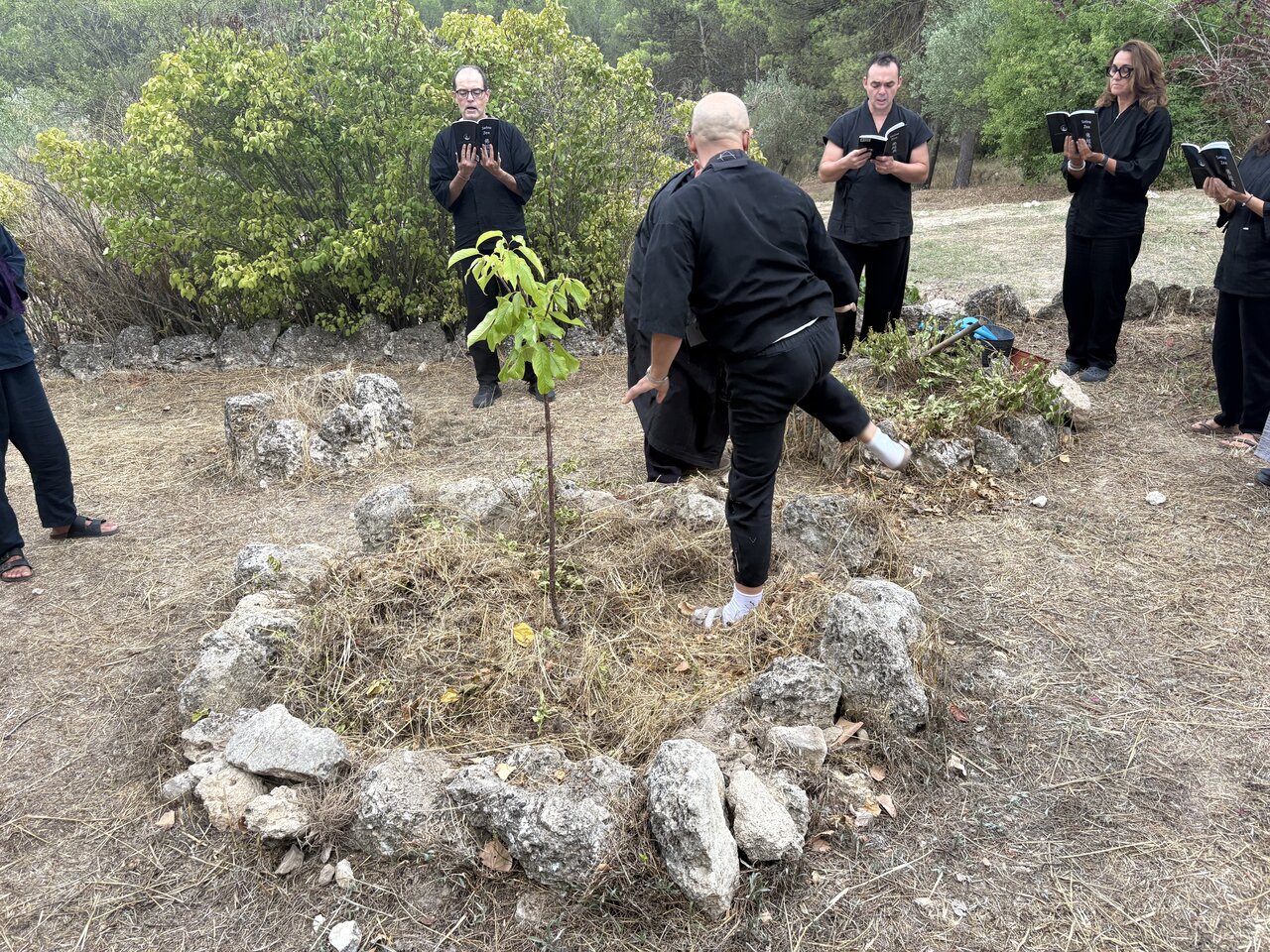 El cerezo recién plantado, rodeado de piedras