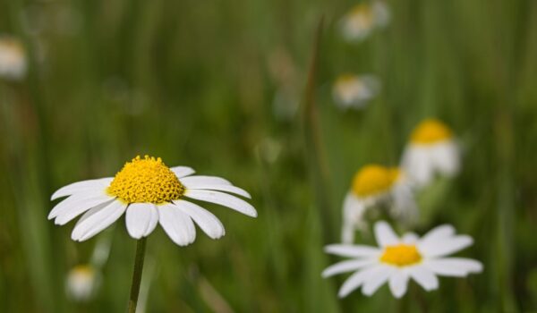 Mushotoku, practicar sin esperar nada