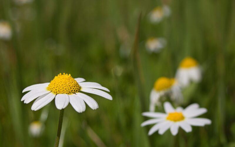 Mushotoku, practicar sin esperar nada