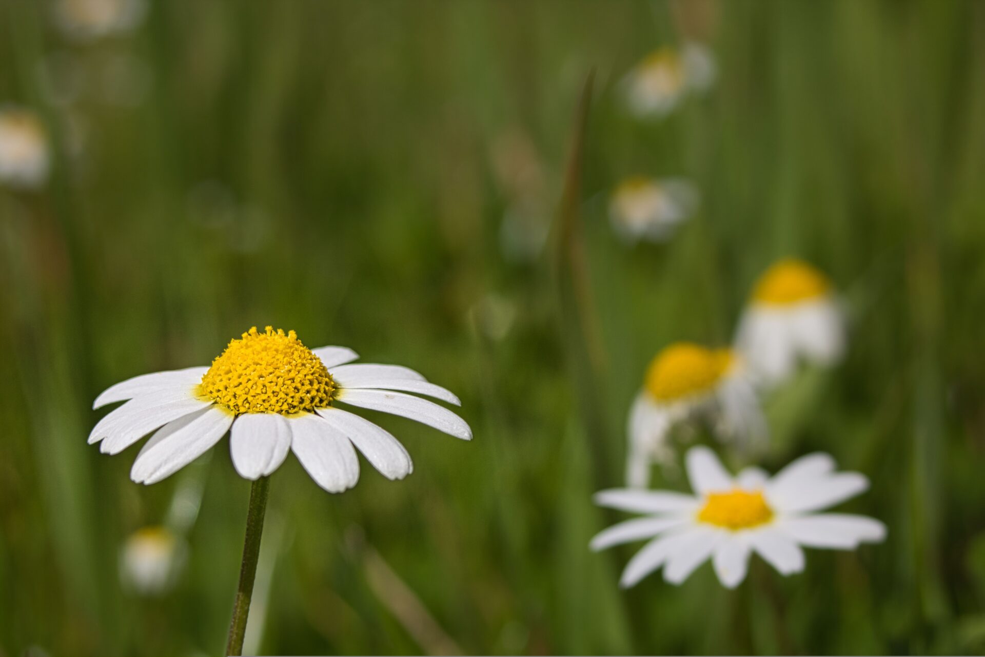 Imagen de portada de Mushotoku, practicar sin esperar nada