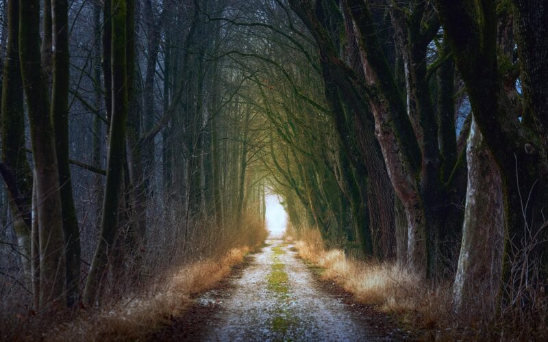 La espina y el camino: Antonio Machado y la enseñanza del budismo zen